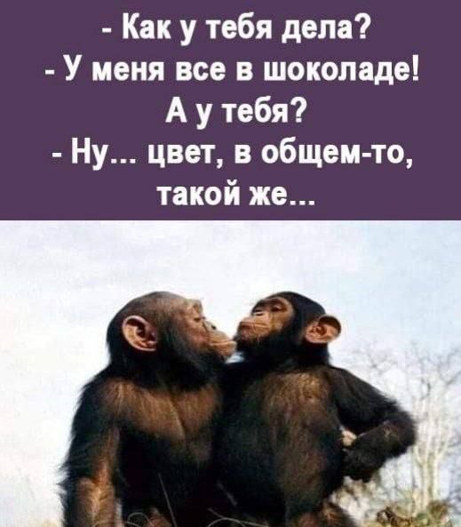 - Как у тебя дела?  - У меня все в шоколаде!  А у тебя?  - Ну... цвет, в общем-то, такой же...