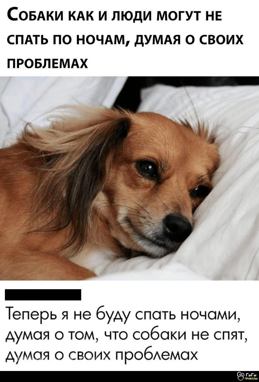 Собаки как и люди могут не спать по ночам, думая о своих проблемах
Теперь я не буду спать ночами, думая о том, что собаки не спят, думая о своих проблемах