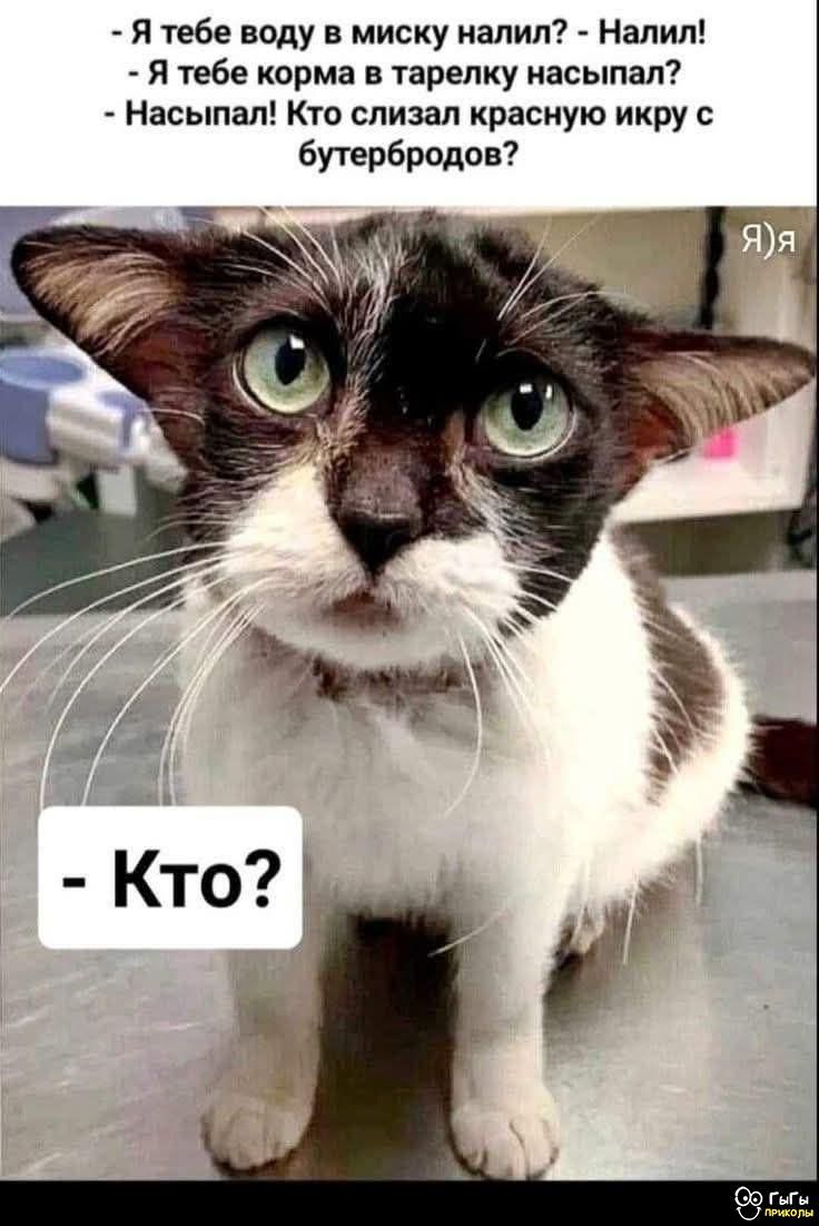 - Я тебе воду в миску налил? - Налил!  
- Я тебе корм в тарелку насыпал?  
- Насыпал! Кто слизал красную икру с бутербродов?  
- Кто?