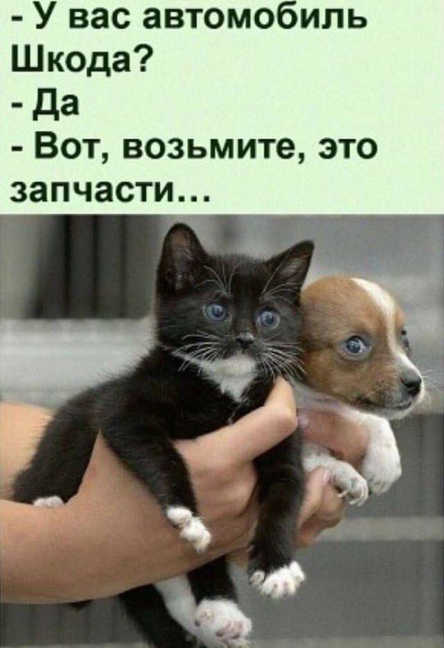 У вас автомобиль Шкода? - Да - Вот, возьмите, это запчасти...