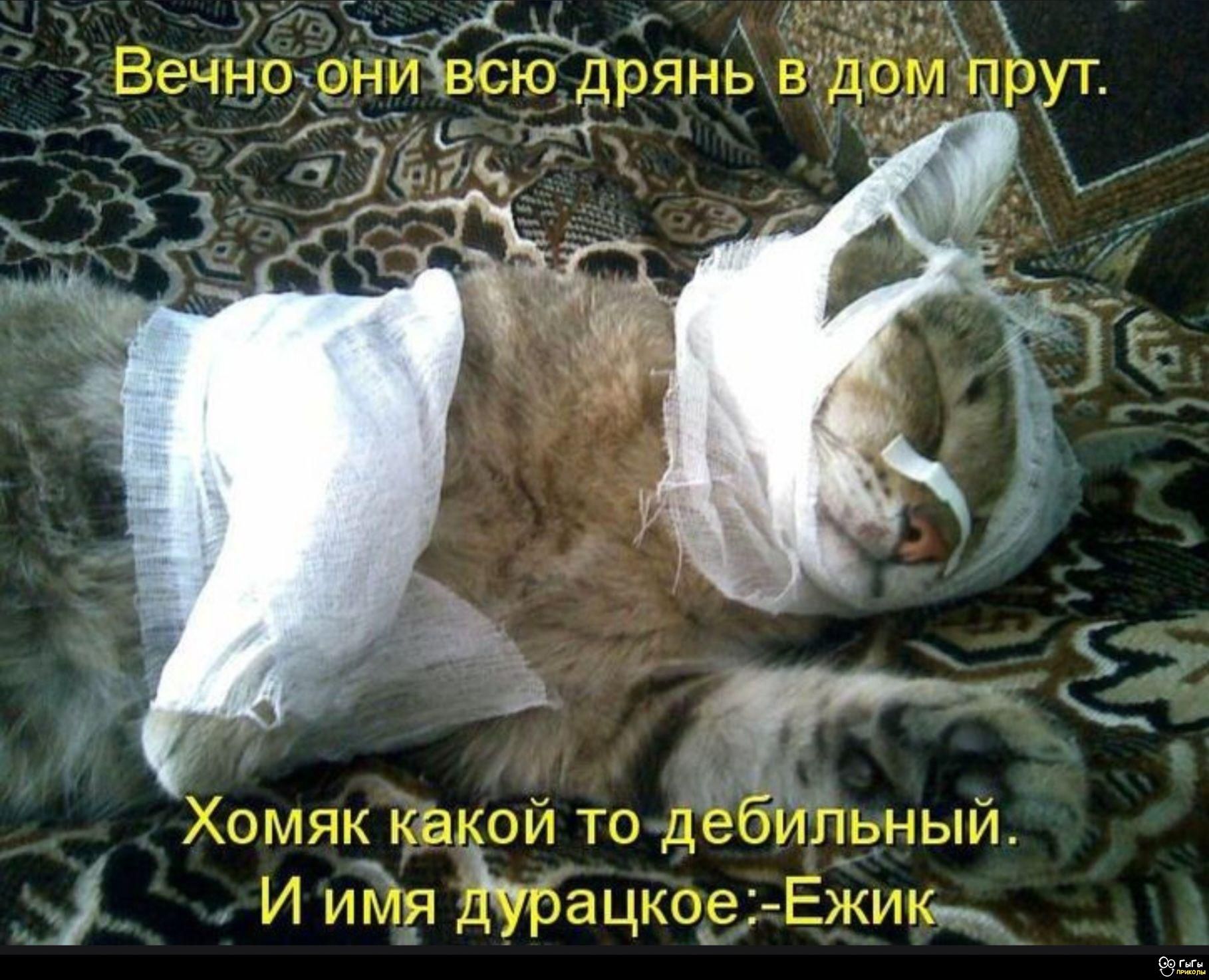 Вечно они всю дрянь в дом прут. Хомяк какой то дебильный. И имя дурацкое: Ежик