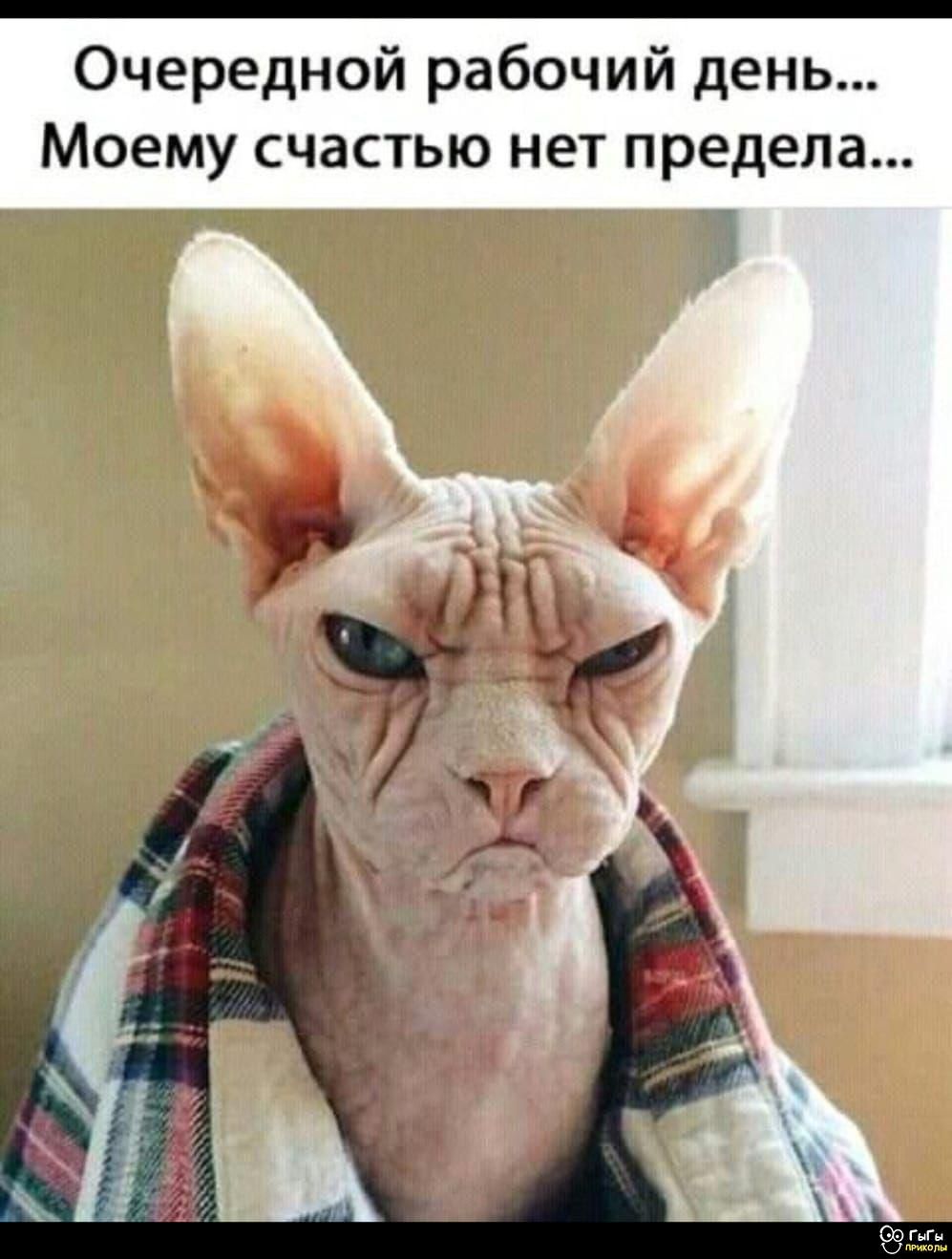 Очередной рабочий день... Моему счастью нет предела...