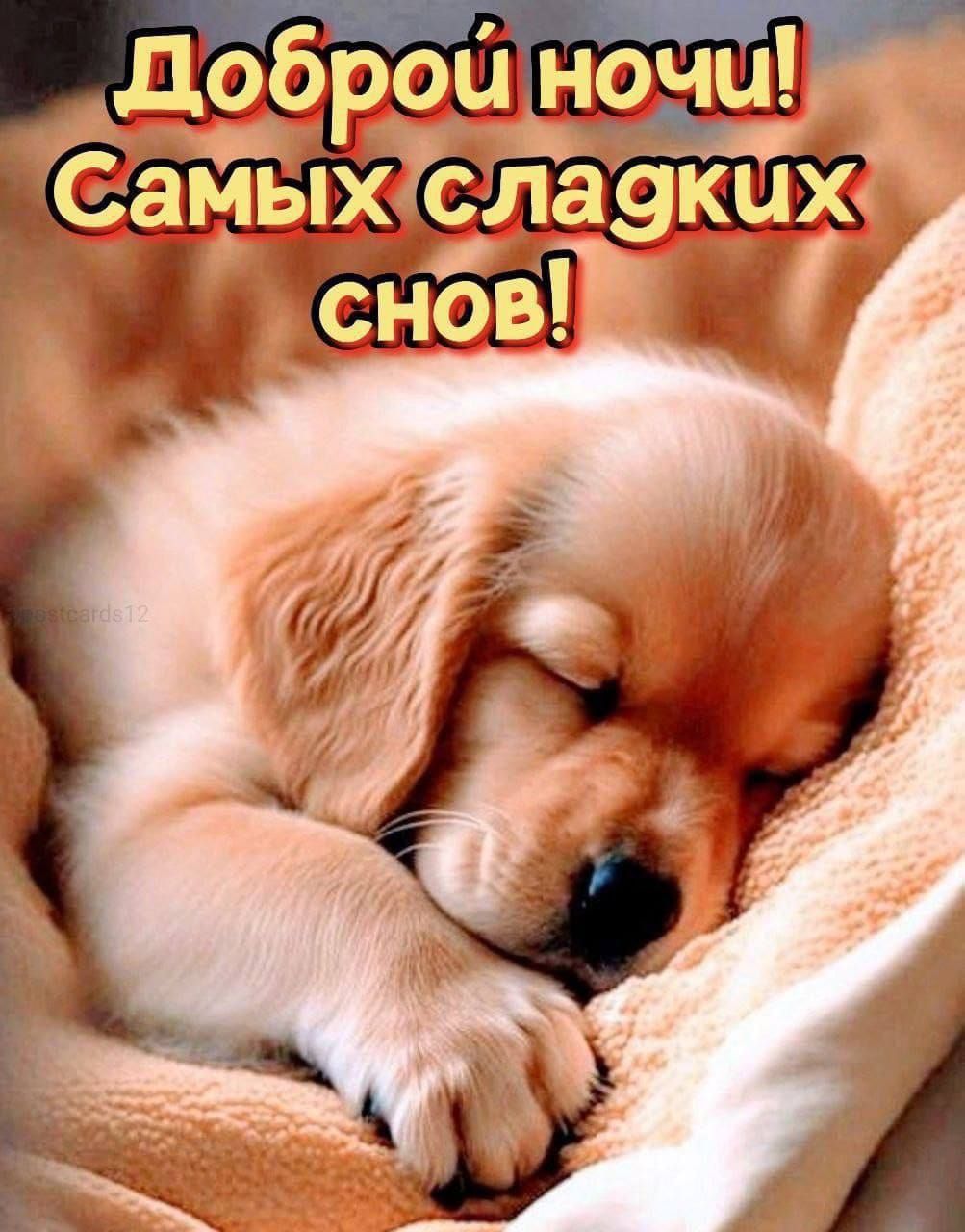 Доброй ночи! Самых сладких снов!
