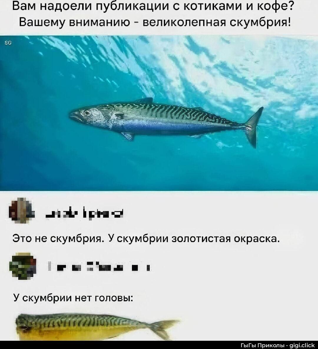 Вам надоели публикации с котиками и кофе? Вашему вниманию - великолепная скумбрия!

Это не скумбрия. У скумбрии золотистая окраска.

У скумбрии нет головы!