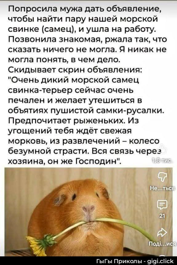 Попросила мужа дать объявление, чтобы найти пару нашей морской свинке (самец), и ушла на работу. Позвонила знакомая, ржала так, что сказать ничего не могла. Я никак не могла понять, в чем дело. Скидывает скрин объявления: 'Очень дикий морской самец свинка-терьер сейчас очень печален и желает утешиться в объятиях пушистой самки-русалки. Предпочитает рыжененьких. Из угощений ждёт свежая морковь, из развлечений — колесо бешеной страсти. Вся связь через хозяина, он же Господин'.