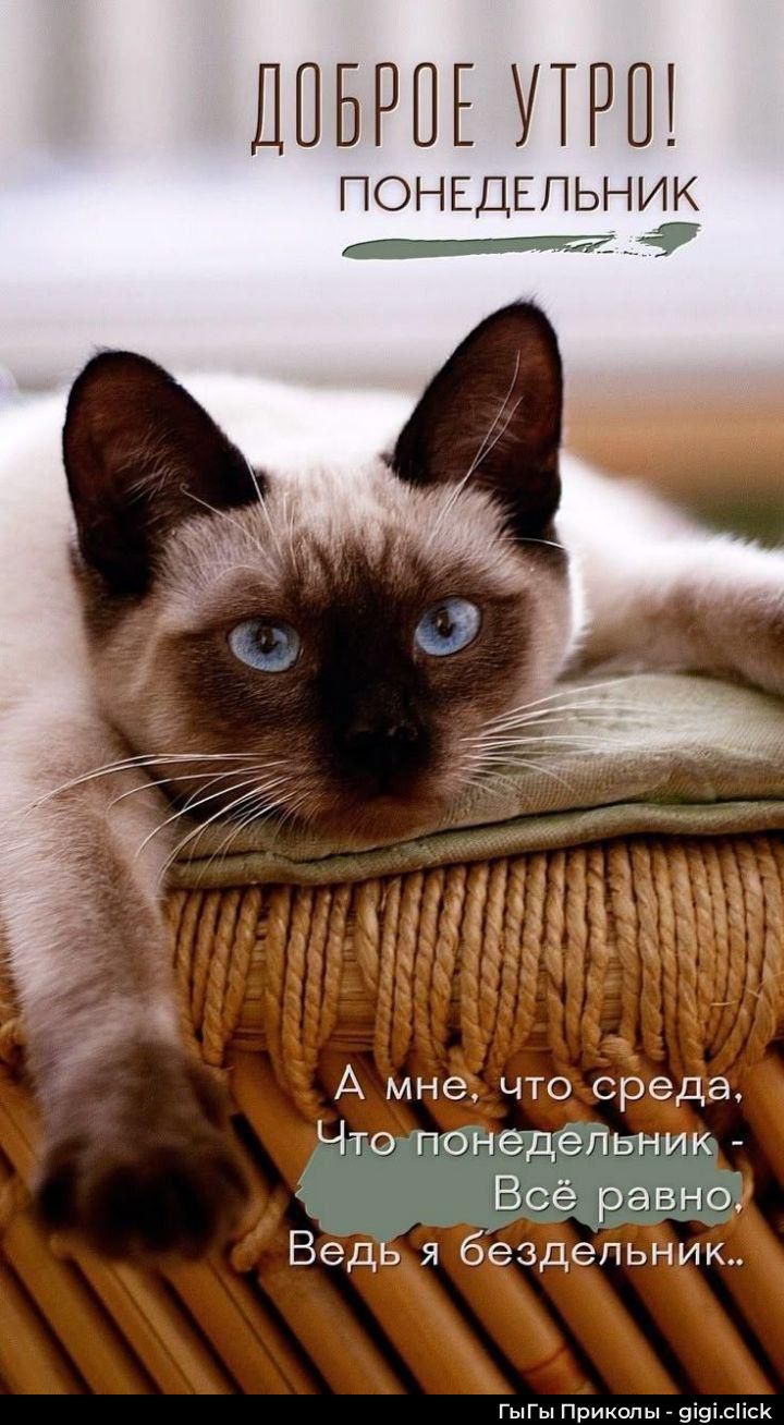 Доброе утро! Понедельник А мне, что среда, Что понедельник - Всё равно, Ведь я бездельник..