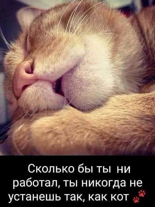 Сколько бы ты ни работал, ты никогда не устанешь так, как кот