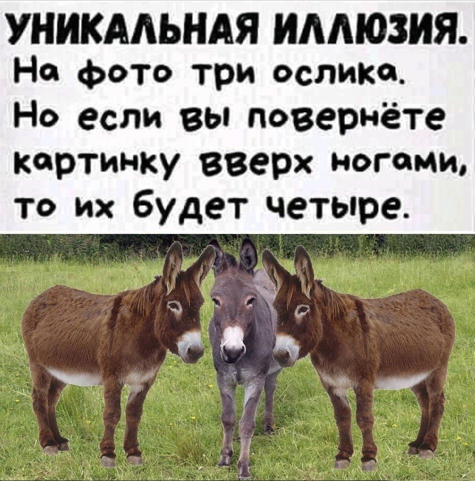 УНИКАЛЬНАЯ ИЛЛЮЗИЯ. На фото три ослика. Но если вы повернёте картинку вверх ногами, то их будет четыре.