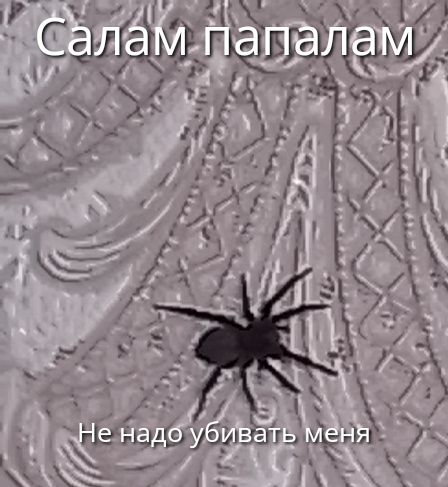 Салам папалам
Не надо убивать меня