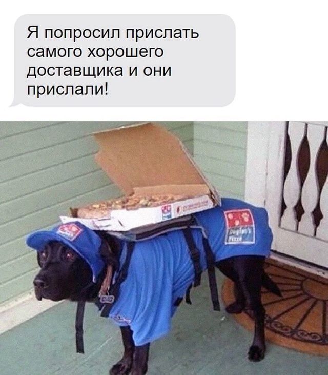 Я попросил прислать самого хорошего доставщика и они прислали!