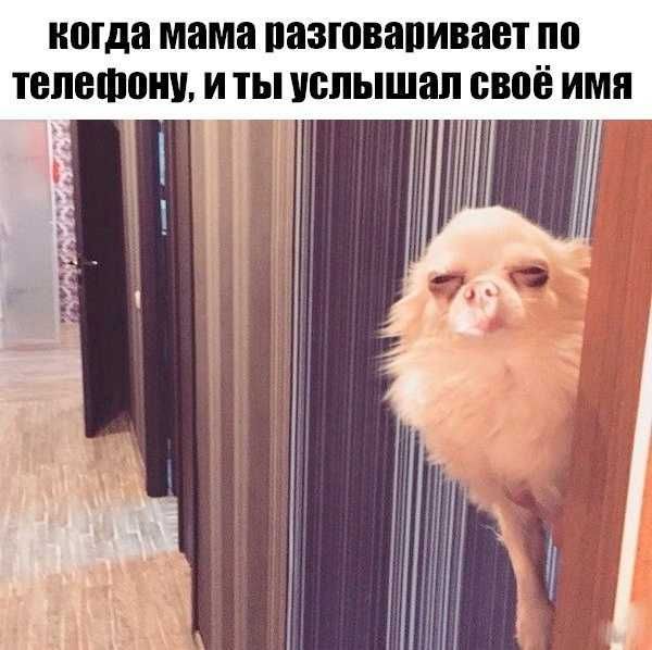 когда мама разговаривает по телефону, и ты услышал своё имя