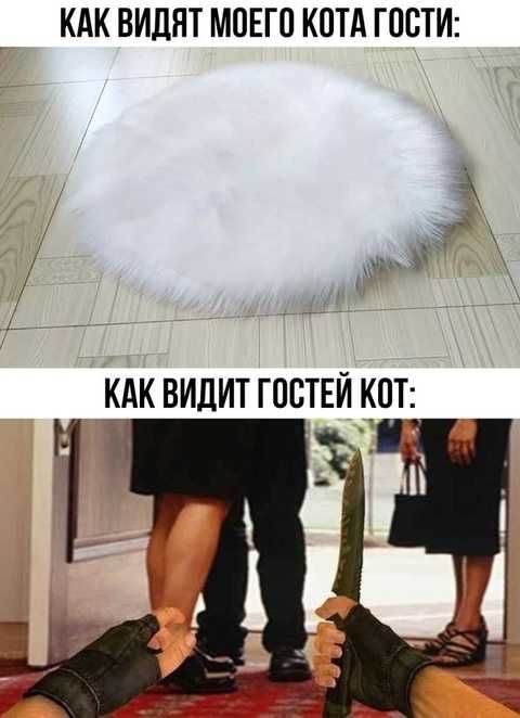 КАК ВИДЯТ МОЕГО КОТА ГОСТИ: 
КАК ВИДИТ ГОСТЕЙ КОТ: