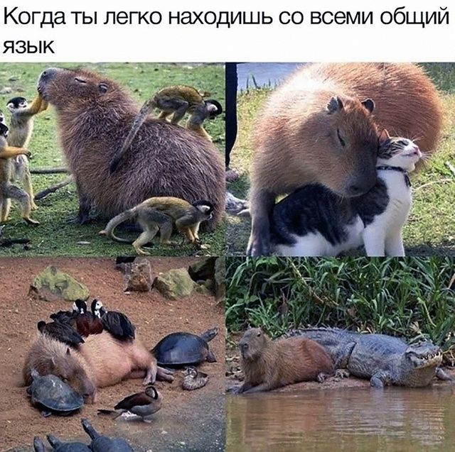 Когда ты легко находишься со всеми общий язык