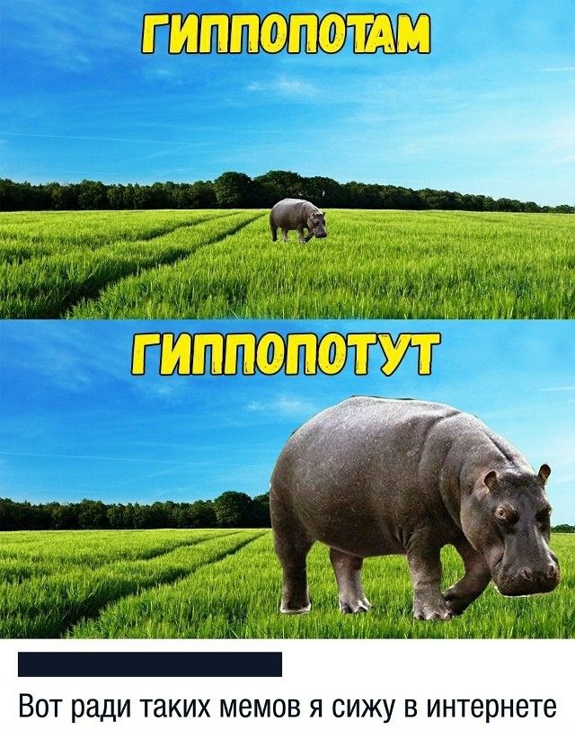 ГИППОПОТАМ
ГИППОПОТУТ
Вот ради таких мемов я сижу в интернете