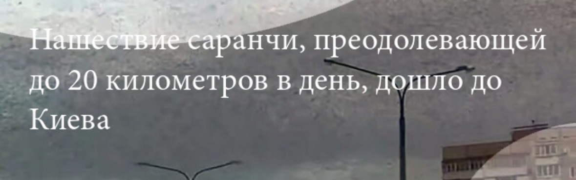Нашествие саранчи, преодолевающей до 20 километров в день, дошло до Киева