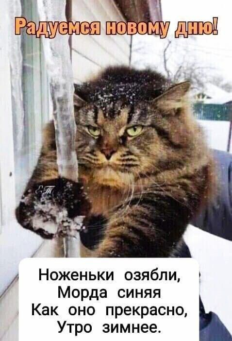 Радуемся новому дню! Ноженьки озябли, Морда синяя Как оно прекрасно, Утро зимнее.