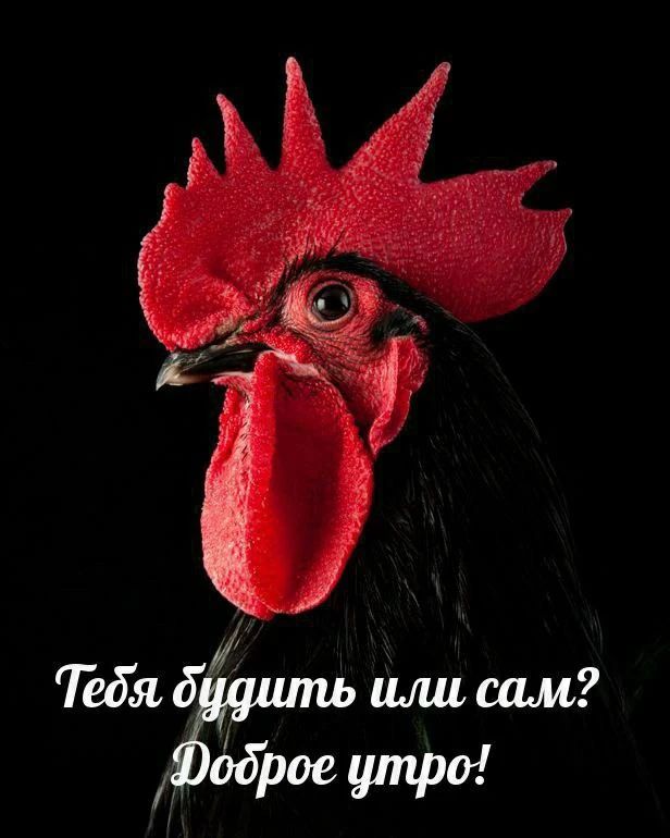 Тебя будить или сам? Доброе утро!