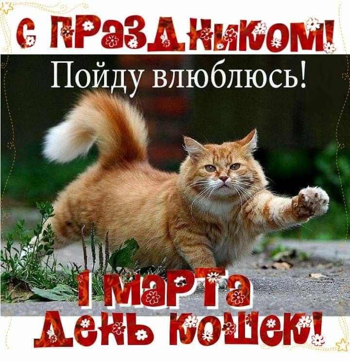 С праздником! Пойду влюблюсь! 1 марта День кошек!