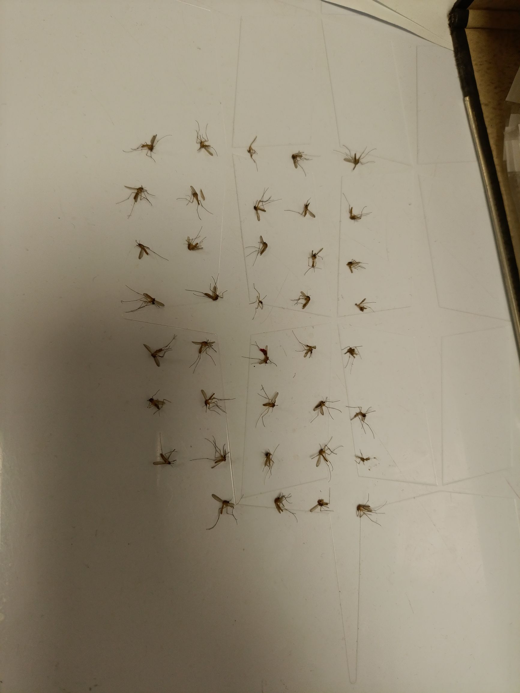 Группа мелких насекомых, похоже на комаров, разложены на белом листе как коллекционная экспозиция образцов.