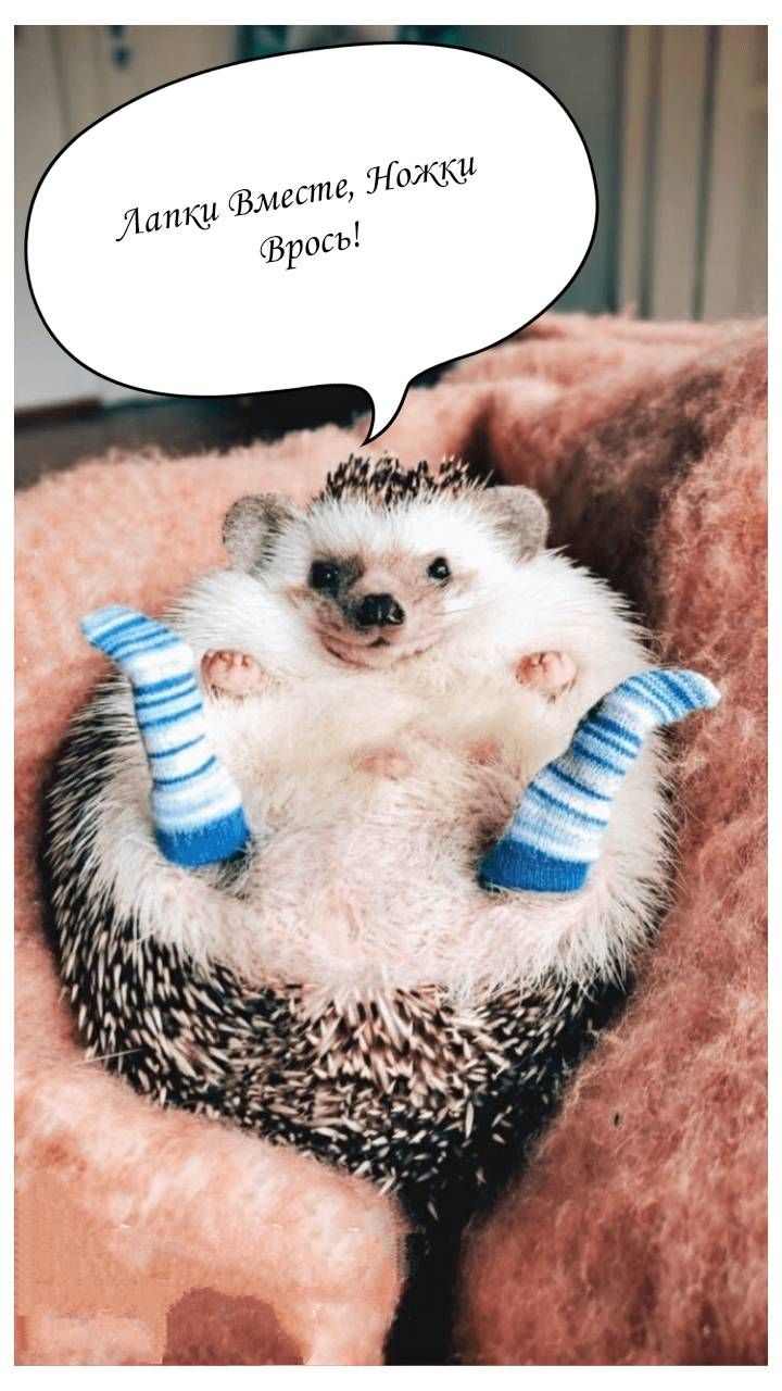 Лапки Вместе, Ножки Врось!