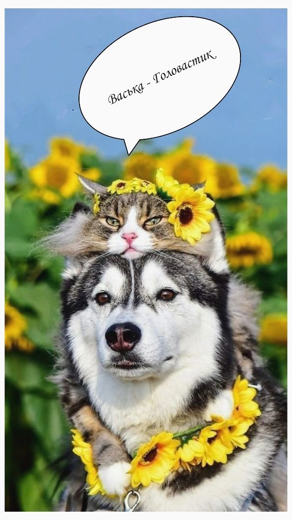 Васька - Головастик.