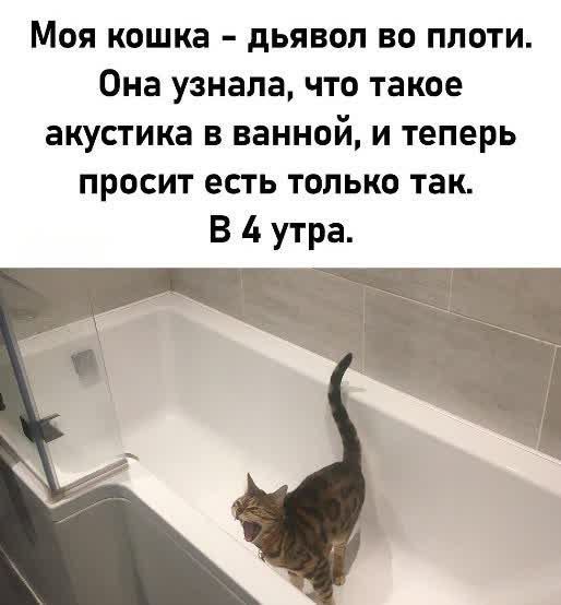Моя кошка - дьявол во плоти. Она узнала, что такое акустика в ванной, и теперь просит есть только так. В 4 утра.
