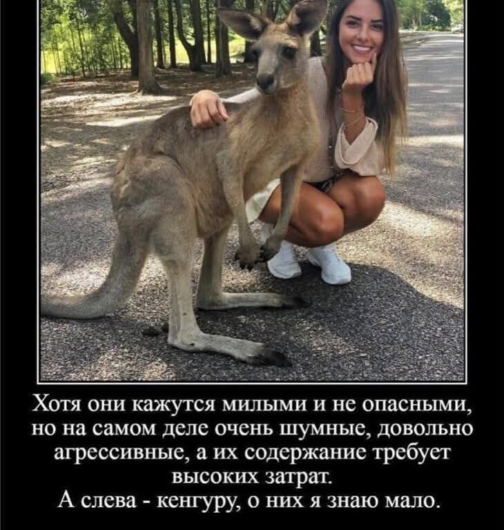 Хотя они кажутся милыми и не опасными, но на самом деле очень шумные, довольно агрессивные, а их содержание требует высоких затрат.
А слева - кенгуру, о них я знаю мало.