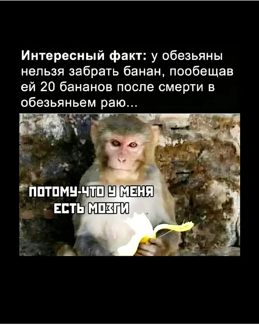 Интересный факт: у обезьян нельзя забрать банан, пообещав ей 20 бананов после смерти в обезьяньем раю...

ПОТОМУ ЧТО У МЕНЯ ЕСТЬ МОЗГИ