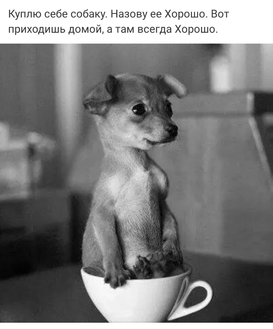 Куплю себе собаку Назову ее Хорошо Вот приходишь домой а там всегда Хорошо