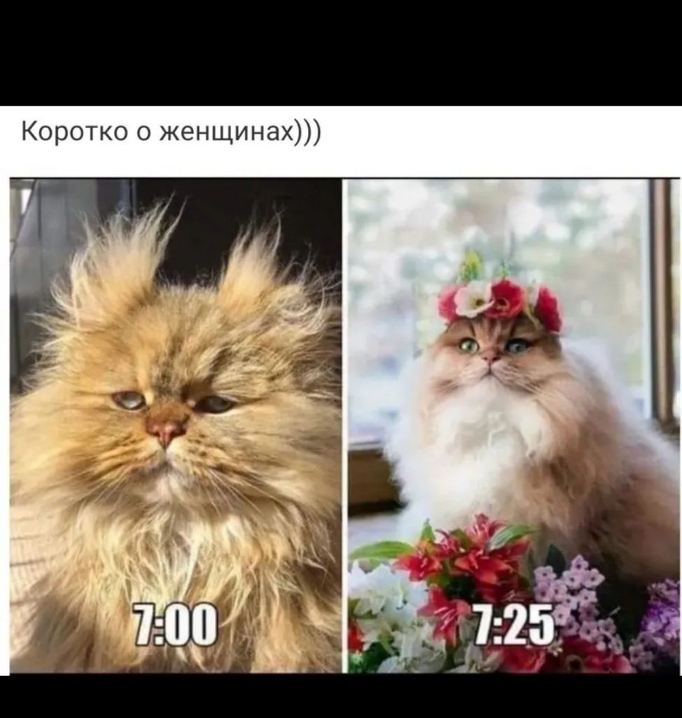 Коротко о женщинах