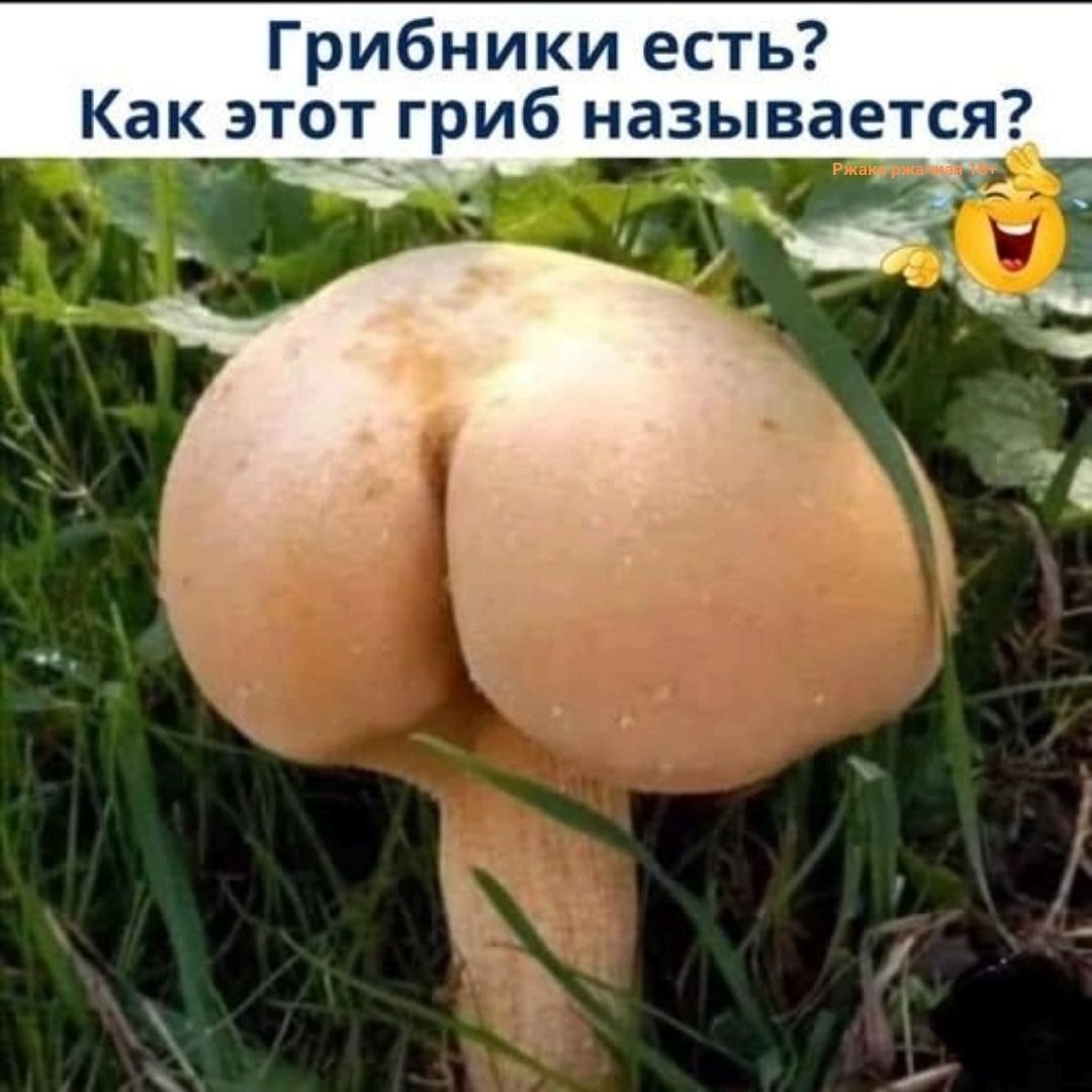Грибники есть? Как этот гриб называется?