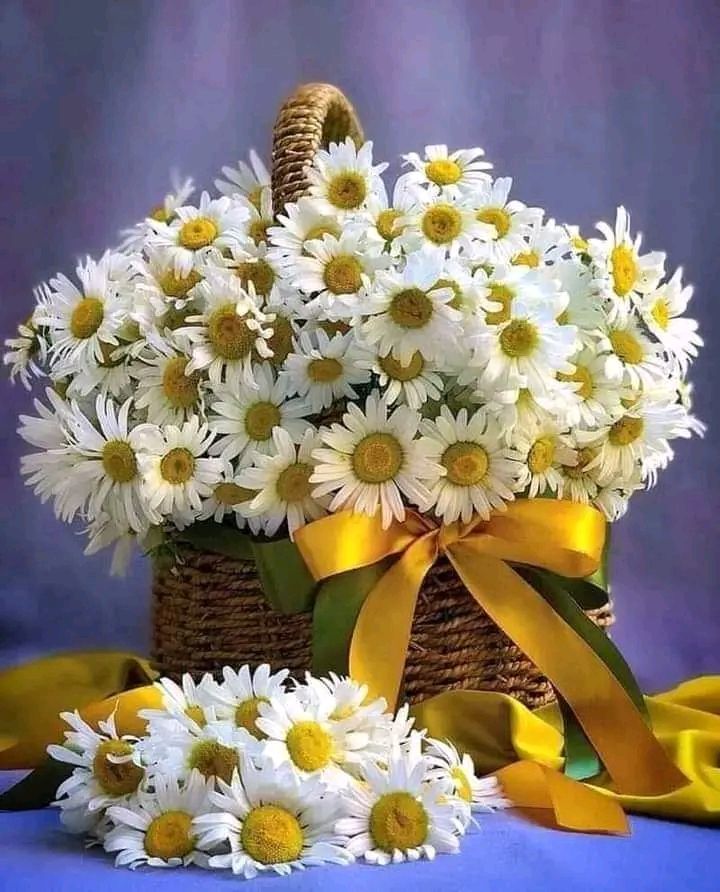 Корзина с белыми ромашками и желтой лентой, праздничная композиция.
