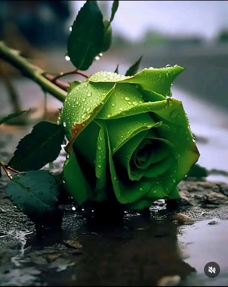Зелёная роза с каплями росы на мокрой поверхности