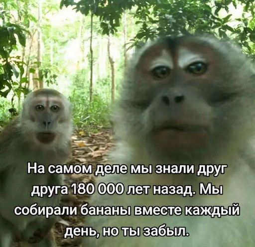 На самом деле мы знали друг друга 180 000 лет назад. Мы собирали бананы вместе каждый день, но ты забыл.