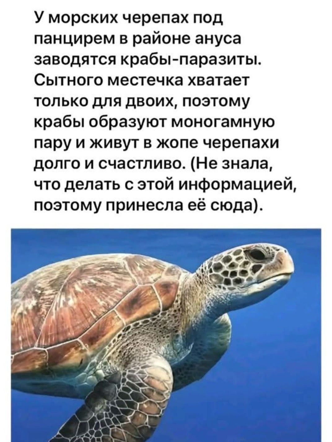 У морских черепах под панцирем в районе ануса заводятся крабы-паралиты. Сытного местечка хватает только для двоих, поэтому крабы образуют моногамную пару и живут в жопе черепахи долго и счастливо. (Не знала, что делать с этой информацией, поэтому принесла её сюда.)