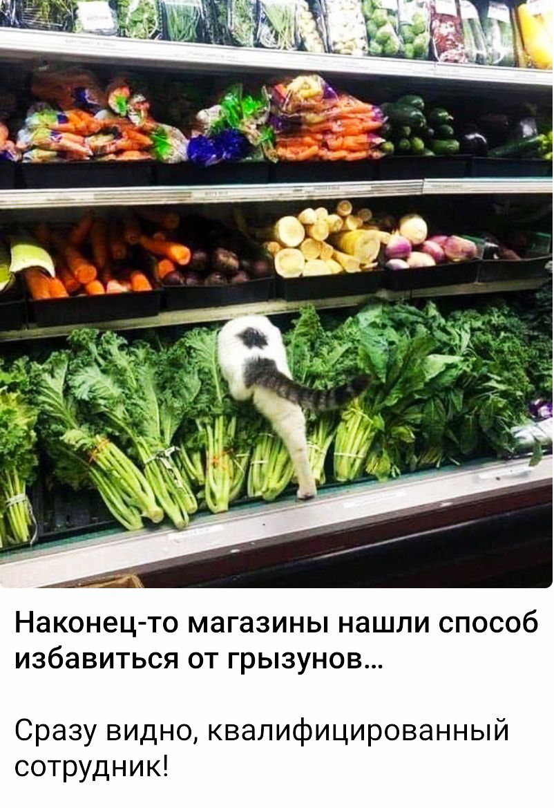 Наконец-то магазины нашли способ избавиться от грызунов...
Сразу видно, квалифицированный сотрудник!