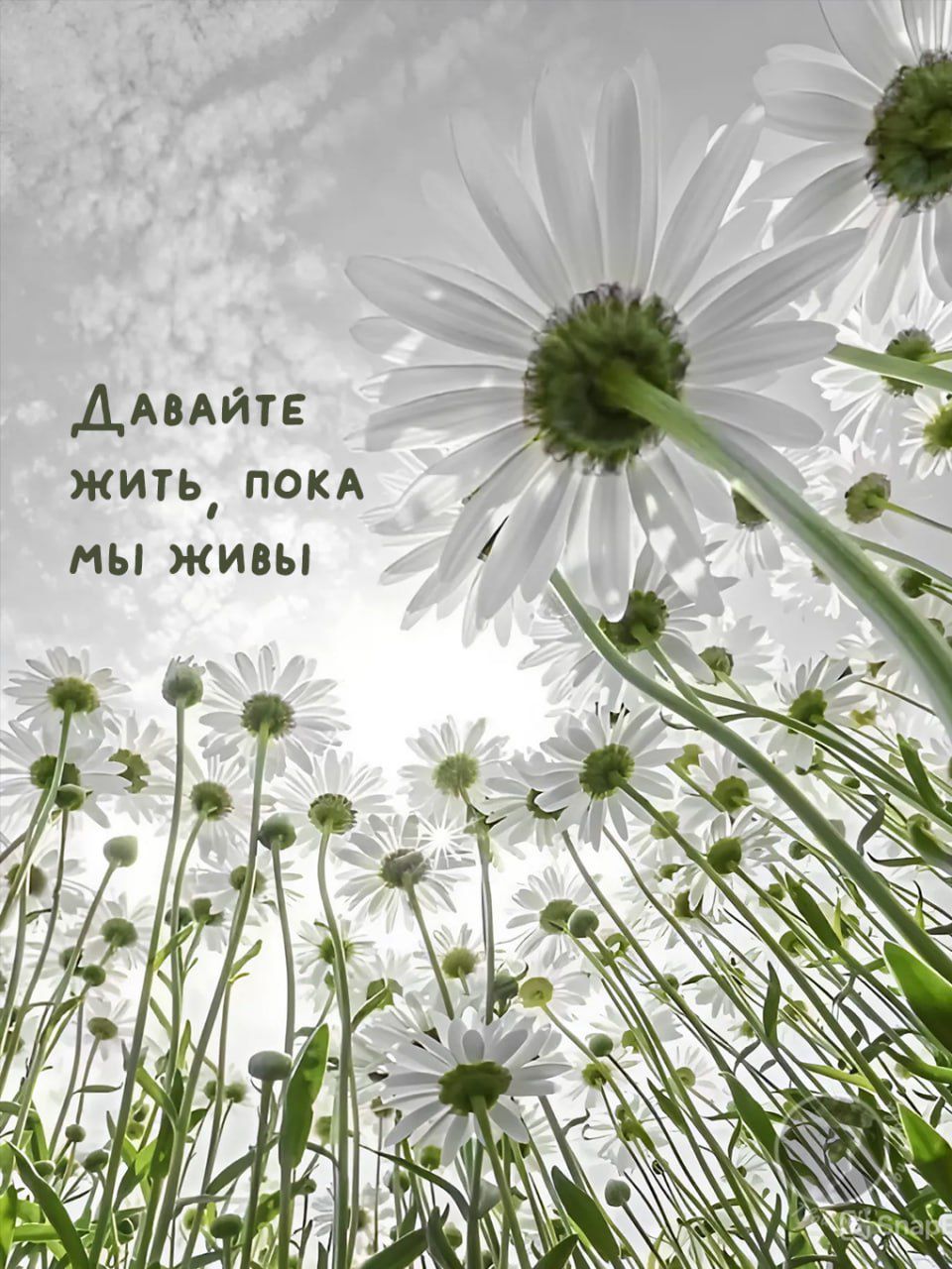 Давайте жить, пока мы живы
