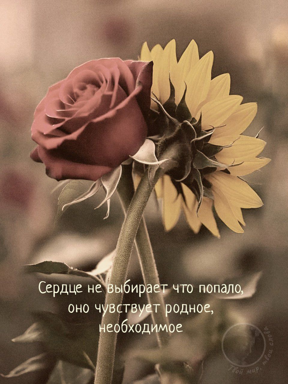 Сердце не выбирает что попало, оно чувствует родное, необходимое
