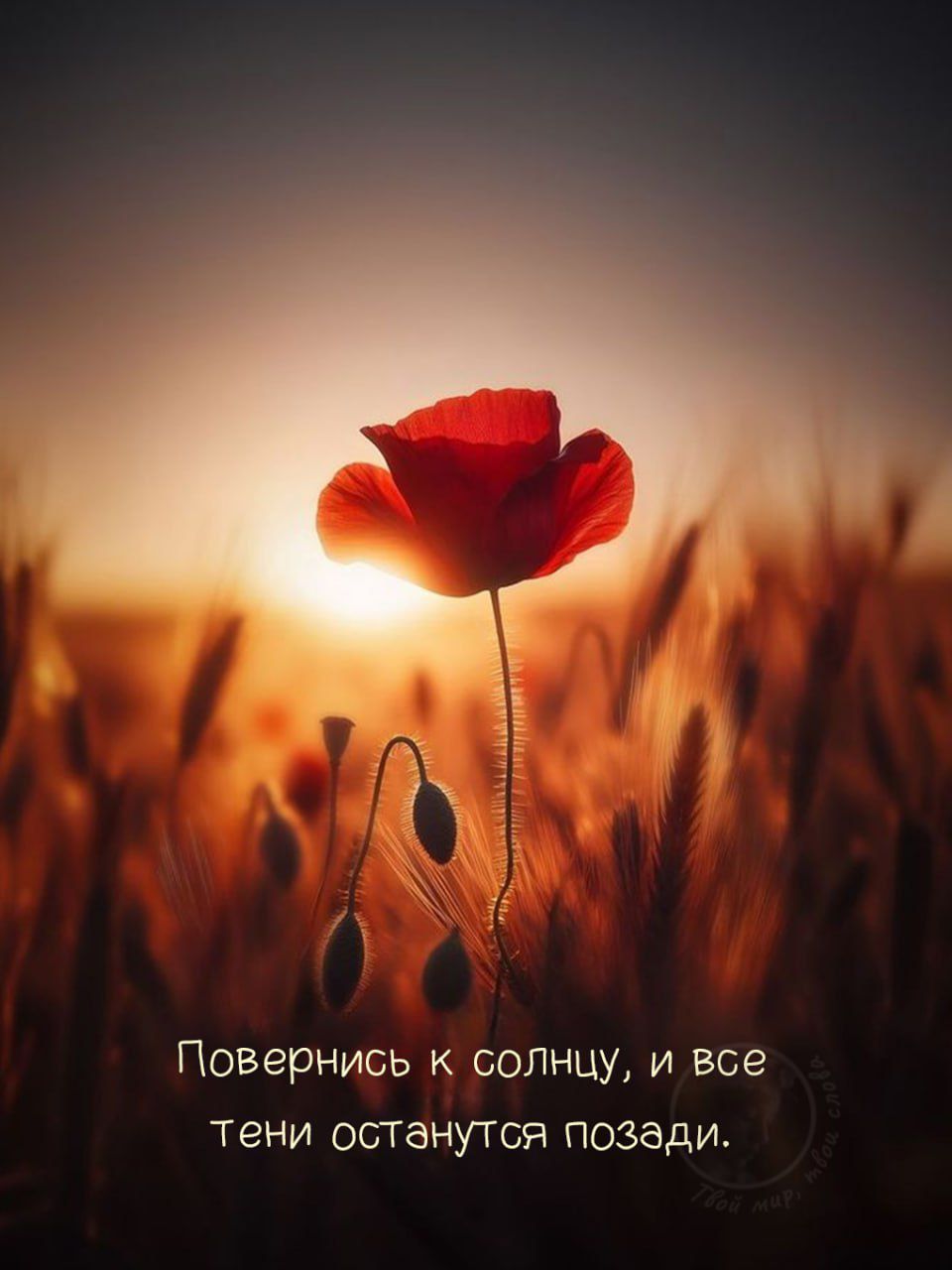 Повернись к солнцу, и все тени останутся позади.
