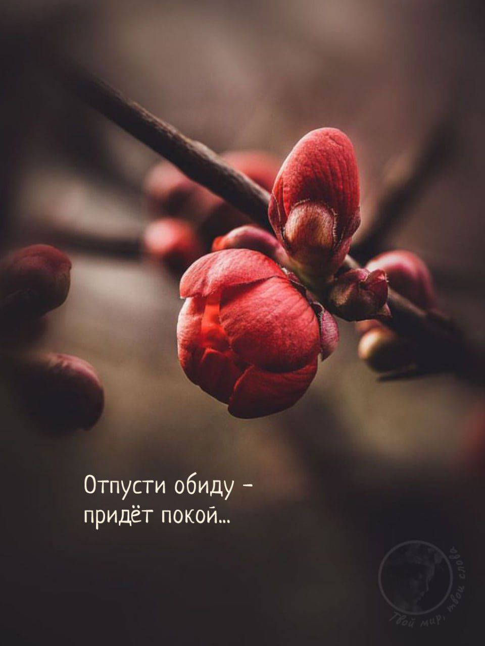 Отпустии обиду – придёт покой...