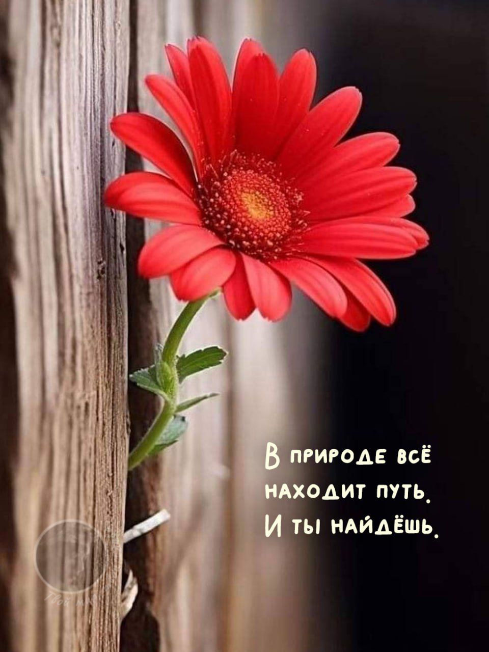 В природе всё находит путь. И ты найдёшь.