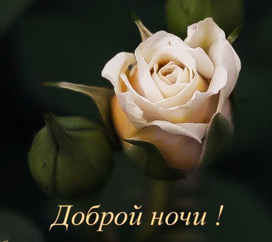 Доброй ночи !