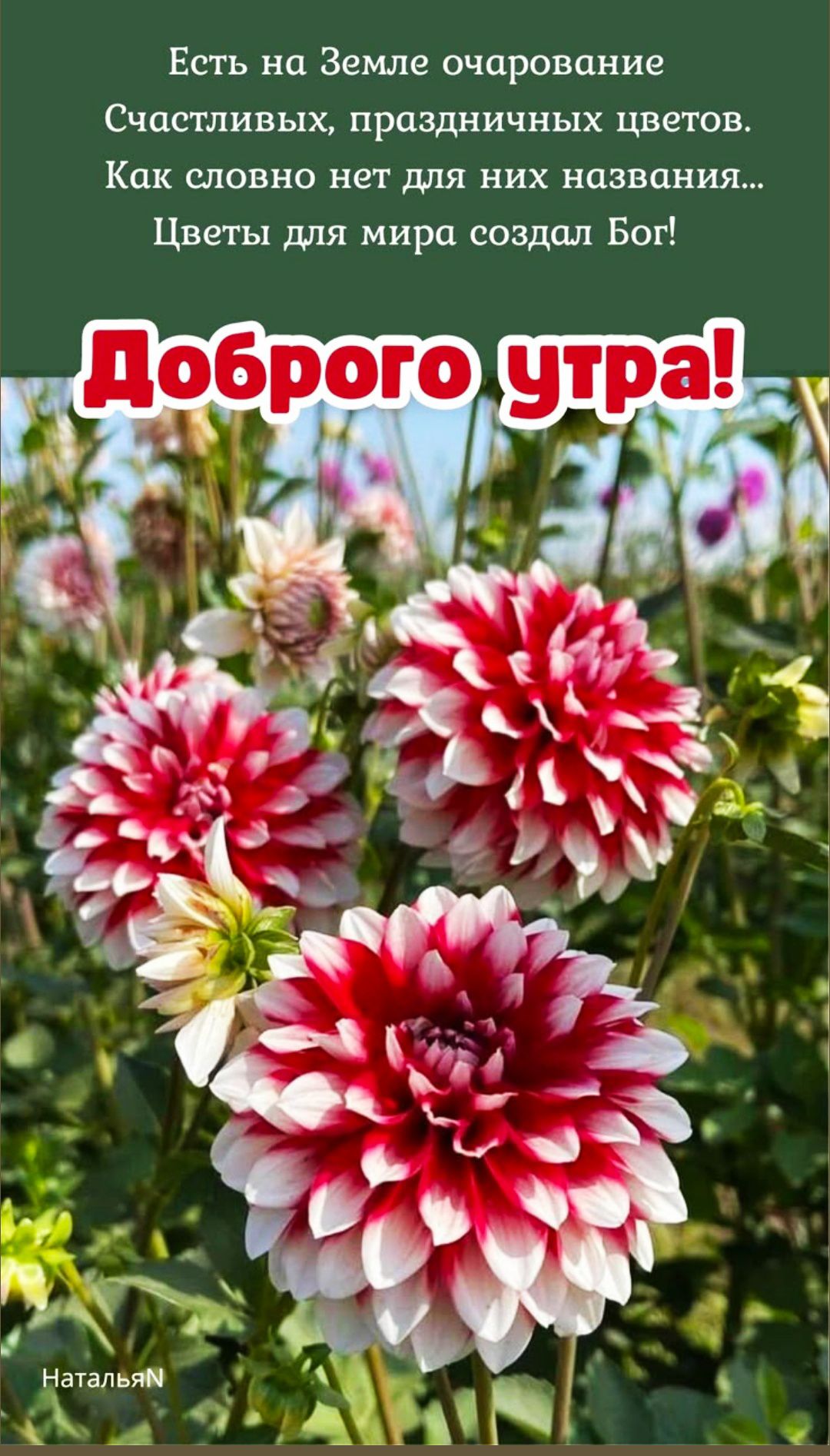 Есть на Земле очарование
Счастливых, праздничных цветов.
Как словно нет для них названия...
Цветы для мира создал Бог!
Доброе утро!