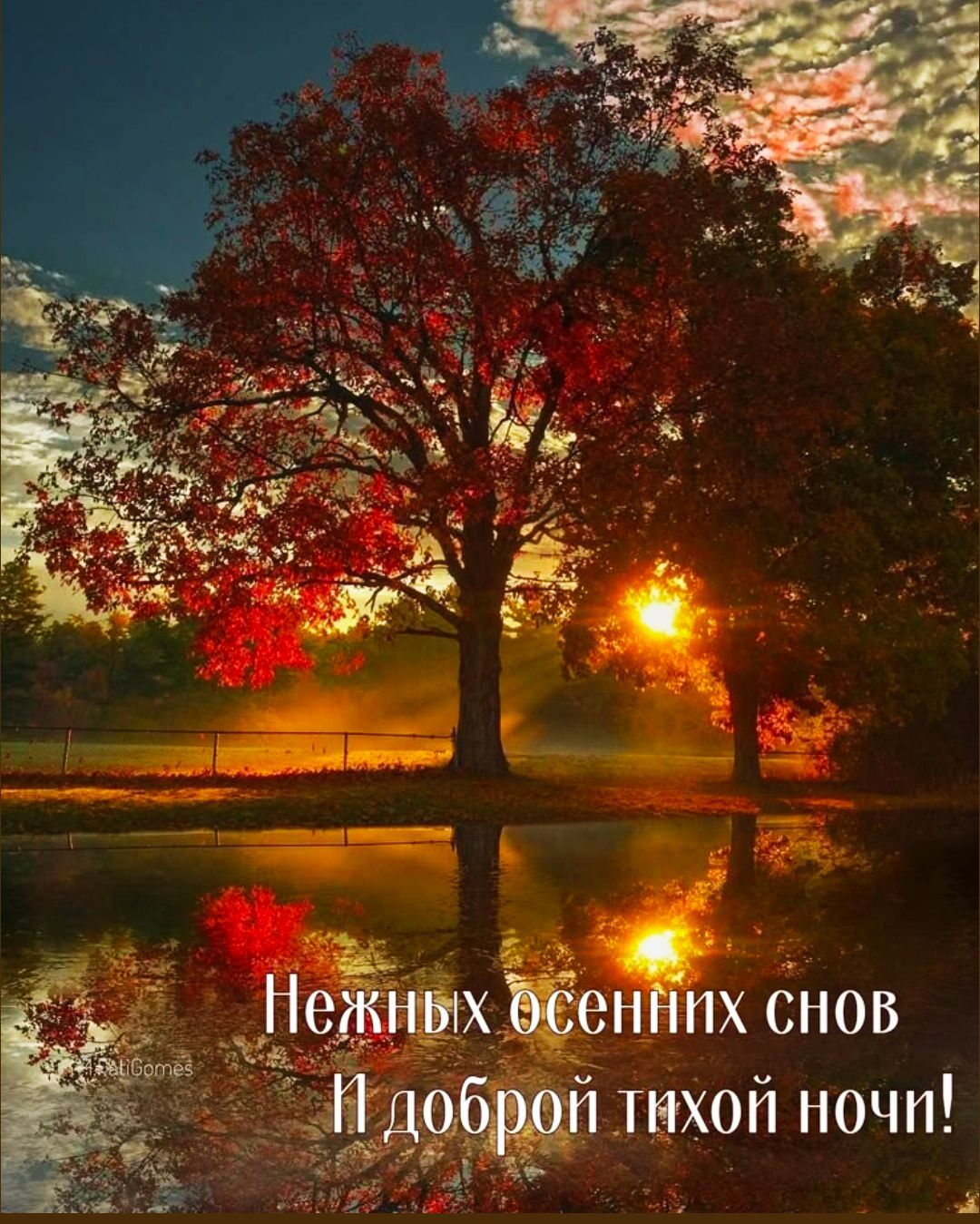 Нежных осенних снов И доброй тихой ночи!