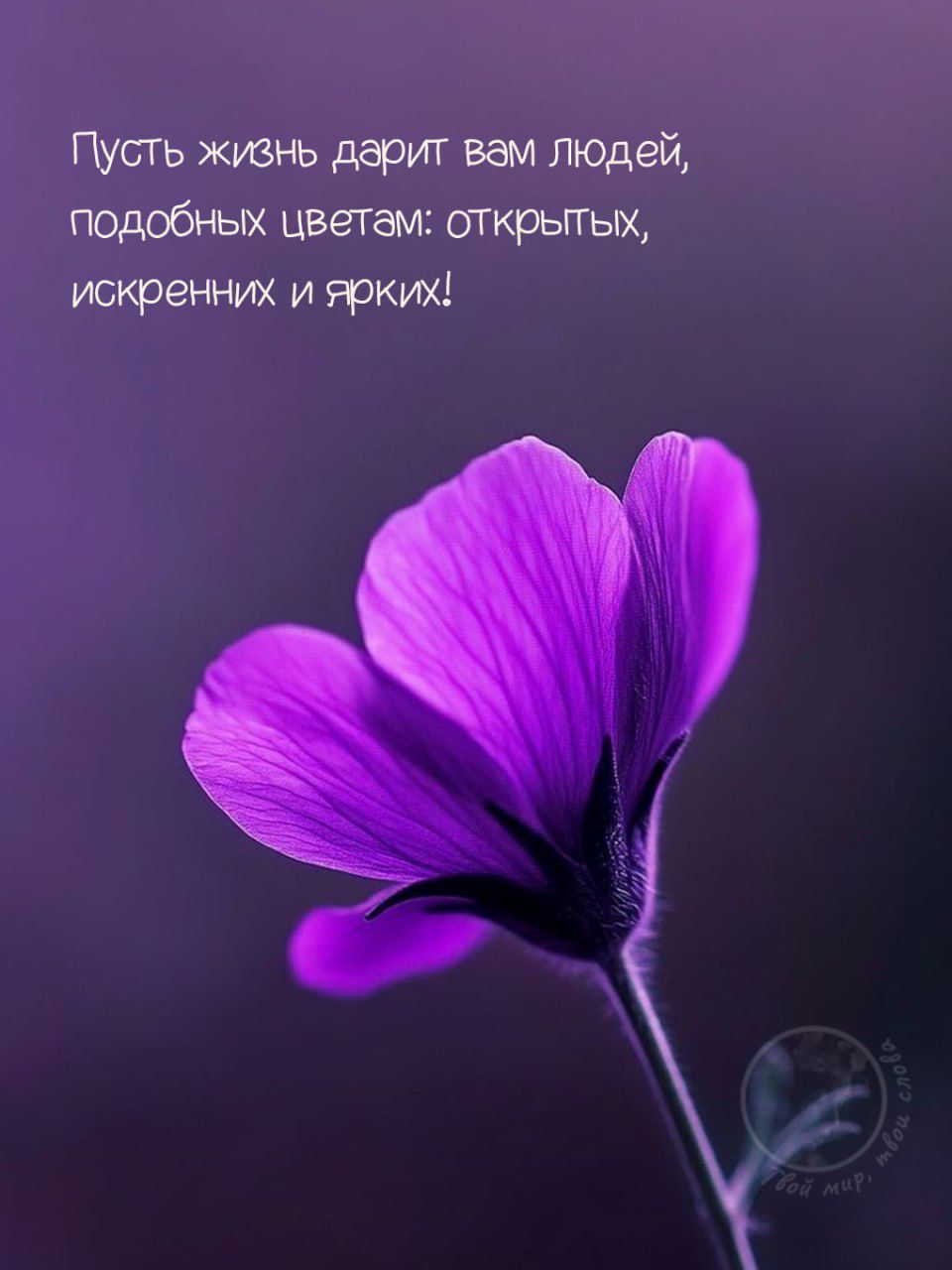Пусть жизнь дарит вам людей, подобных цветам: открытых, искренних и ярких!