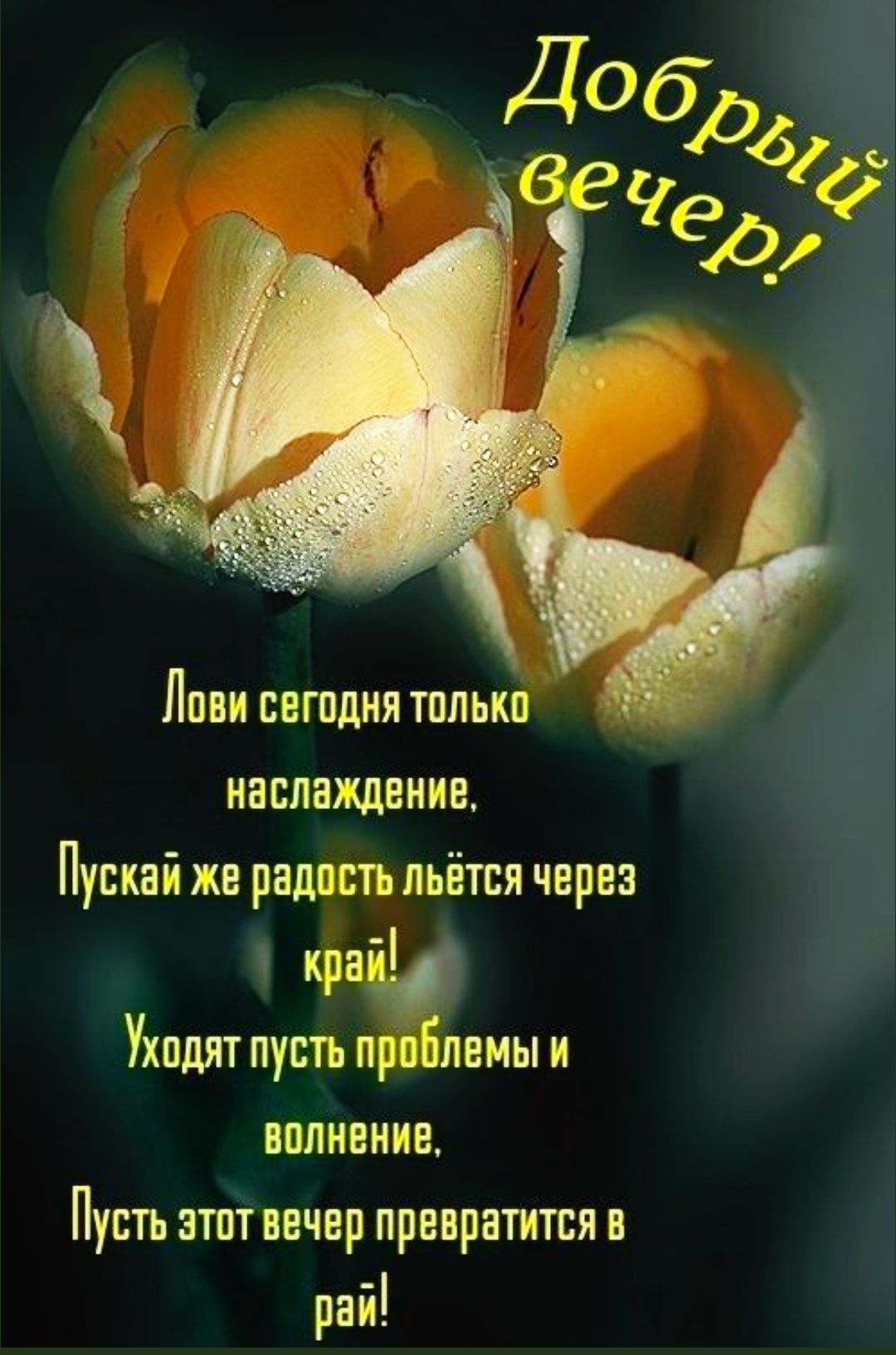 Добрый вечер!
Лови сегодня только наслаждение,
Пускай же радость льётся через край!
Уходят пусть проблемы и волнение,
Пусть этот вечер превратится в рай!