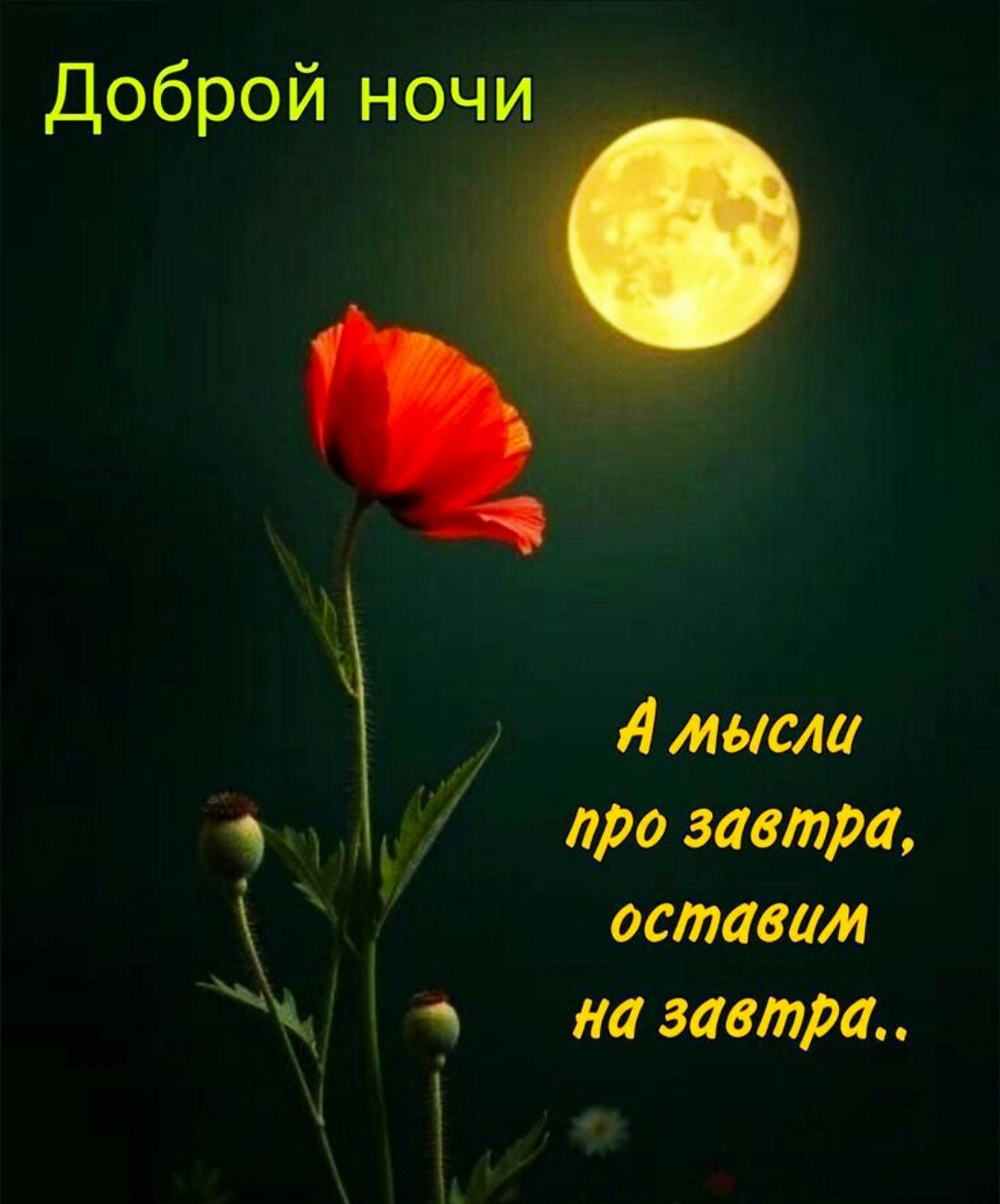Доброй ночи
А мысли про завтра, оставим на завтра..
