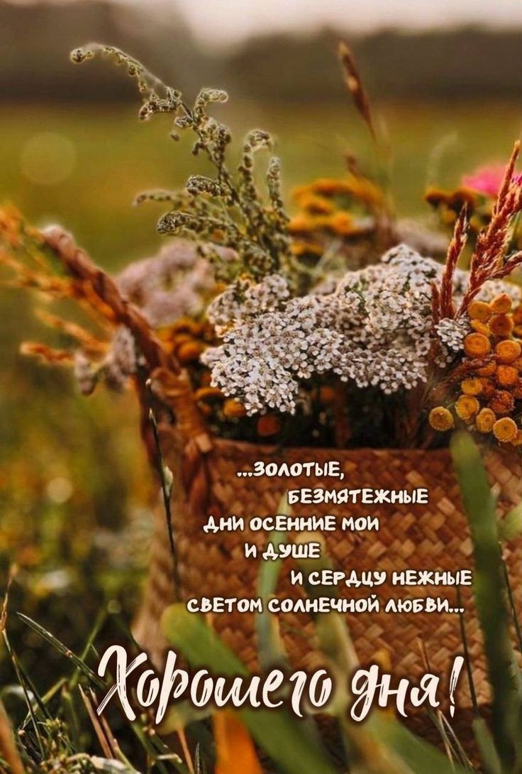 ...золотые, безмятежные дни осенние мои и душе и сердцу нежные светом солнечной любви... Хорошего дня!