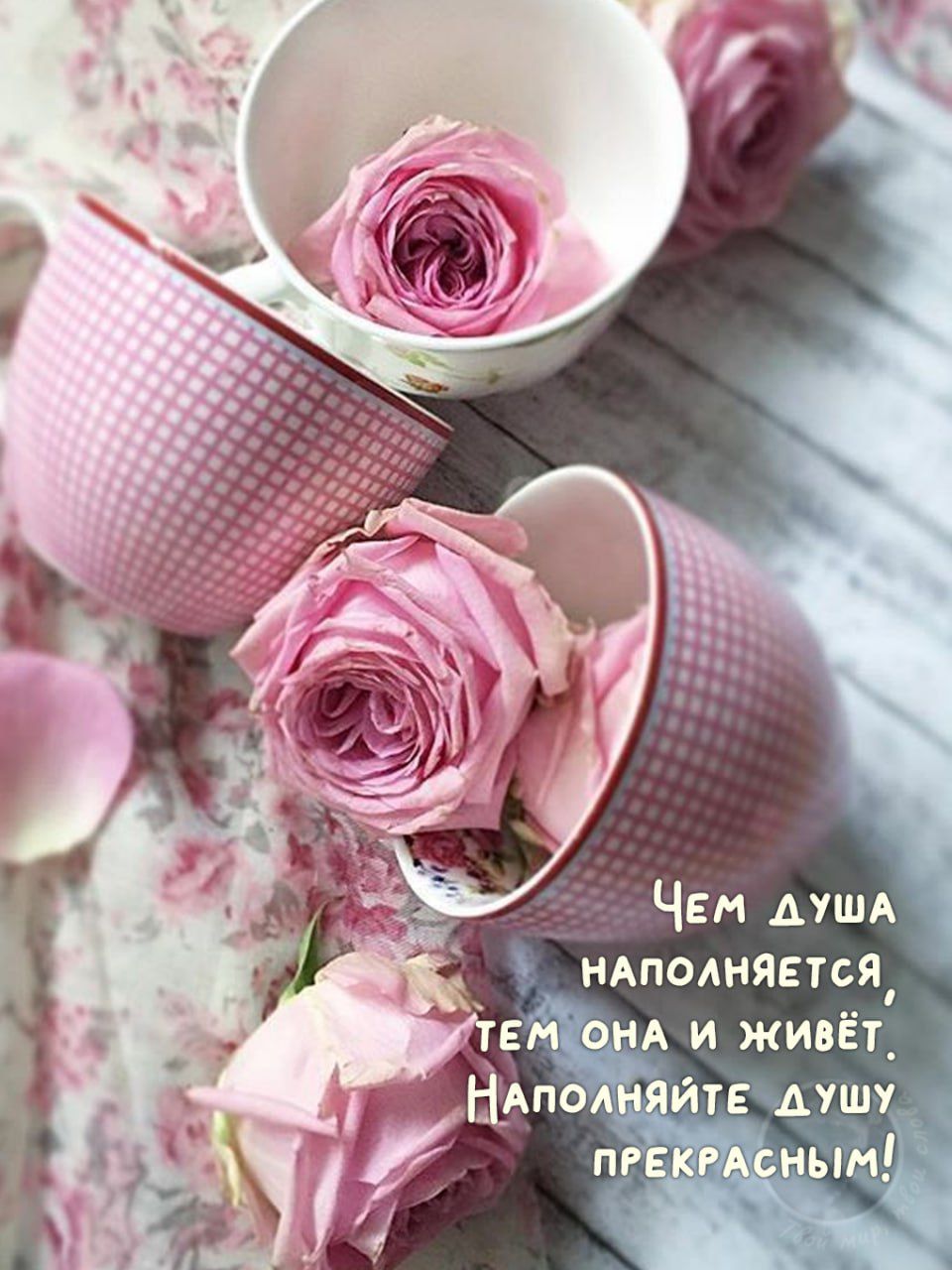 Чем душа наполняется, тем она и живёт. Наполняйте душу прекрасным!