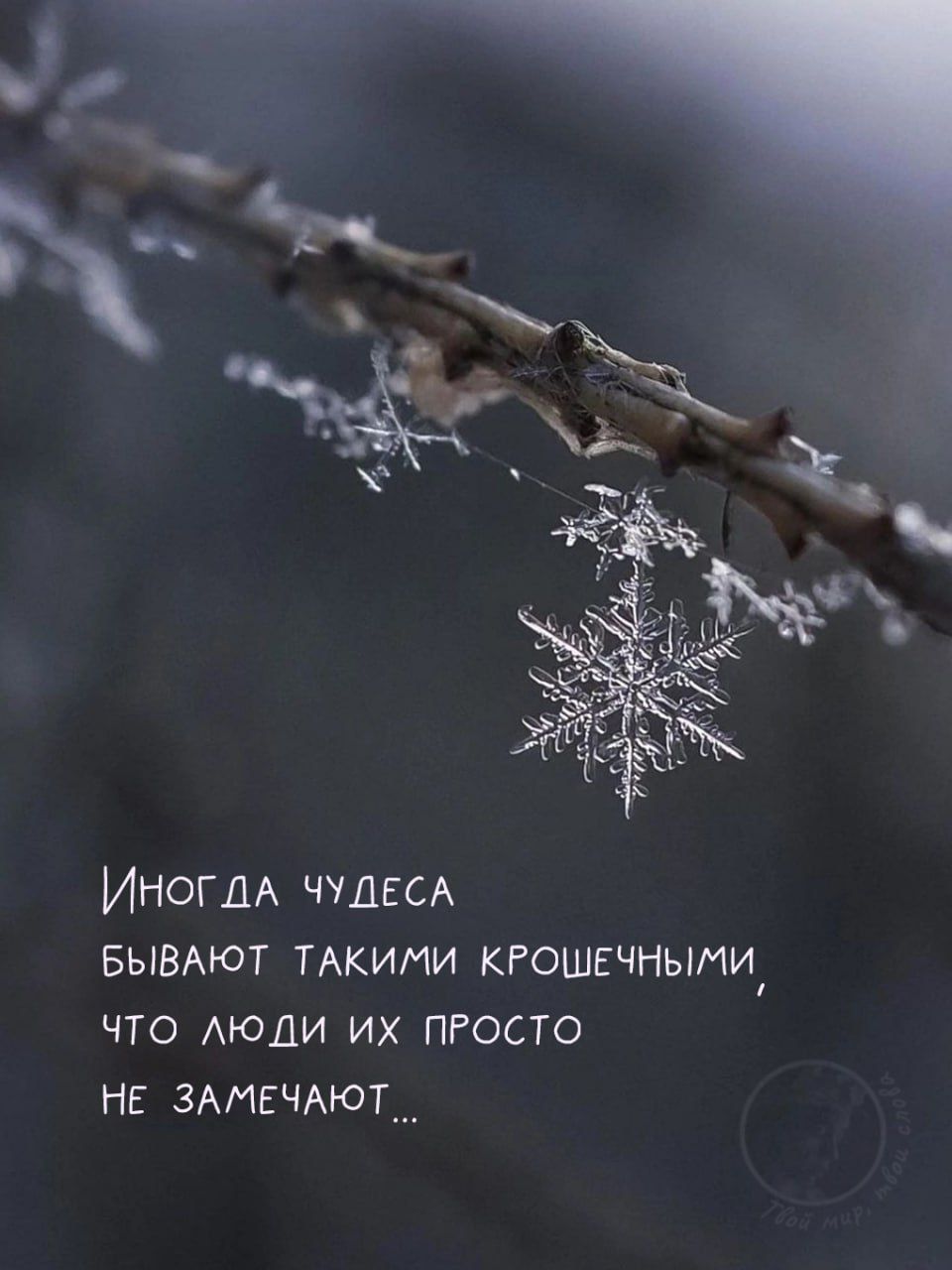 Иногда чудеса бывают такими крошечными, что люди их просто не замечают...